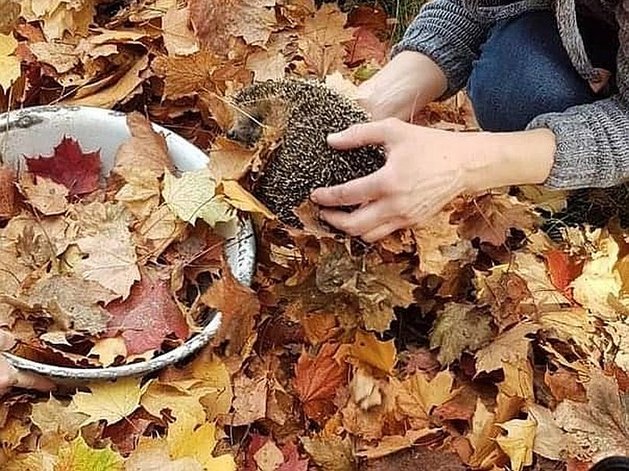 Igel im Herbstlaub