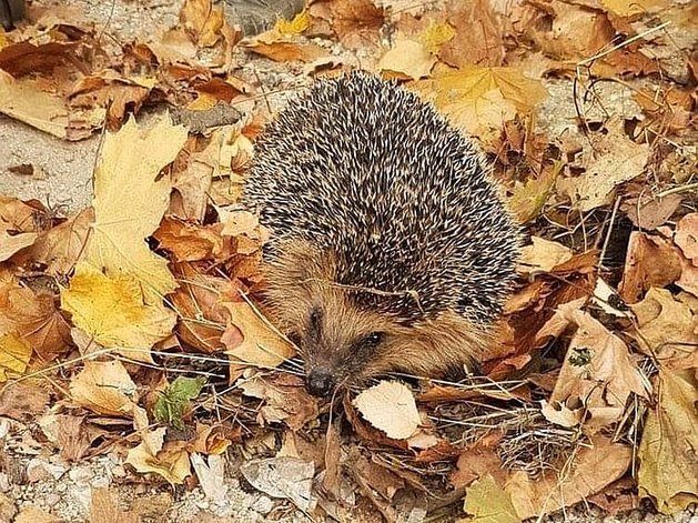 Igel im Herbstlaub