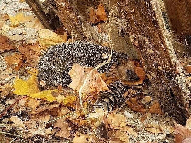 Igel im Herbstlaub