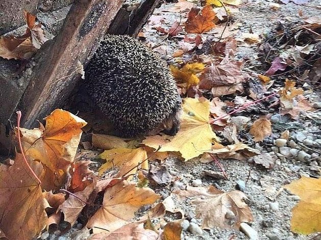 Igel im Herbstlaub
