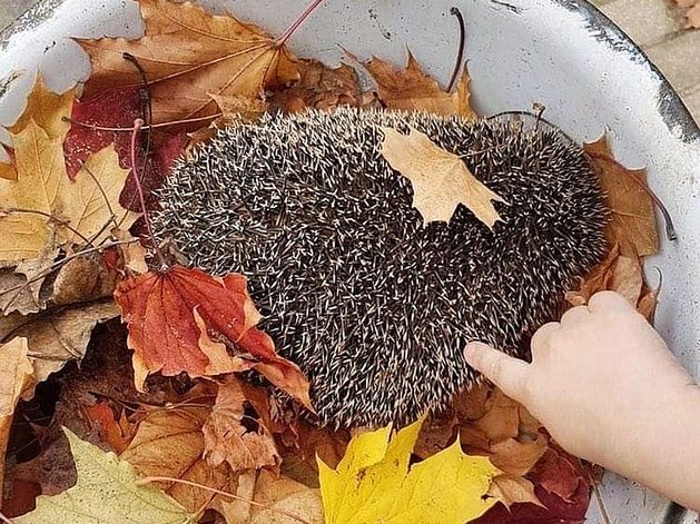 Igel im Herbstlaub