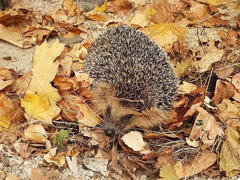 Igel im Herbstlaub